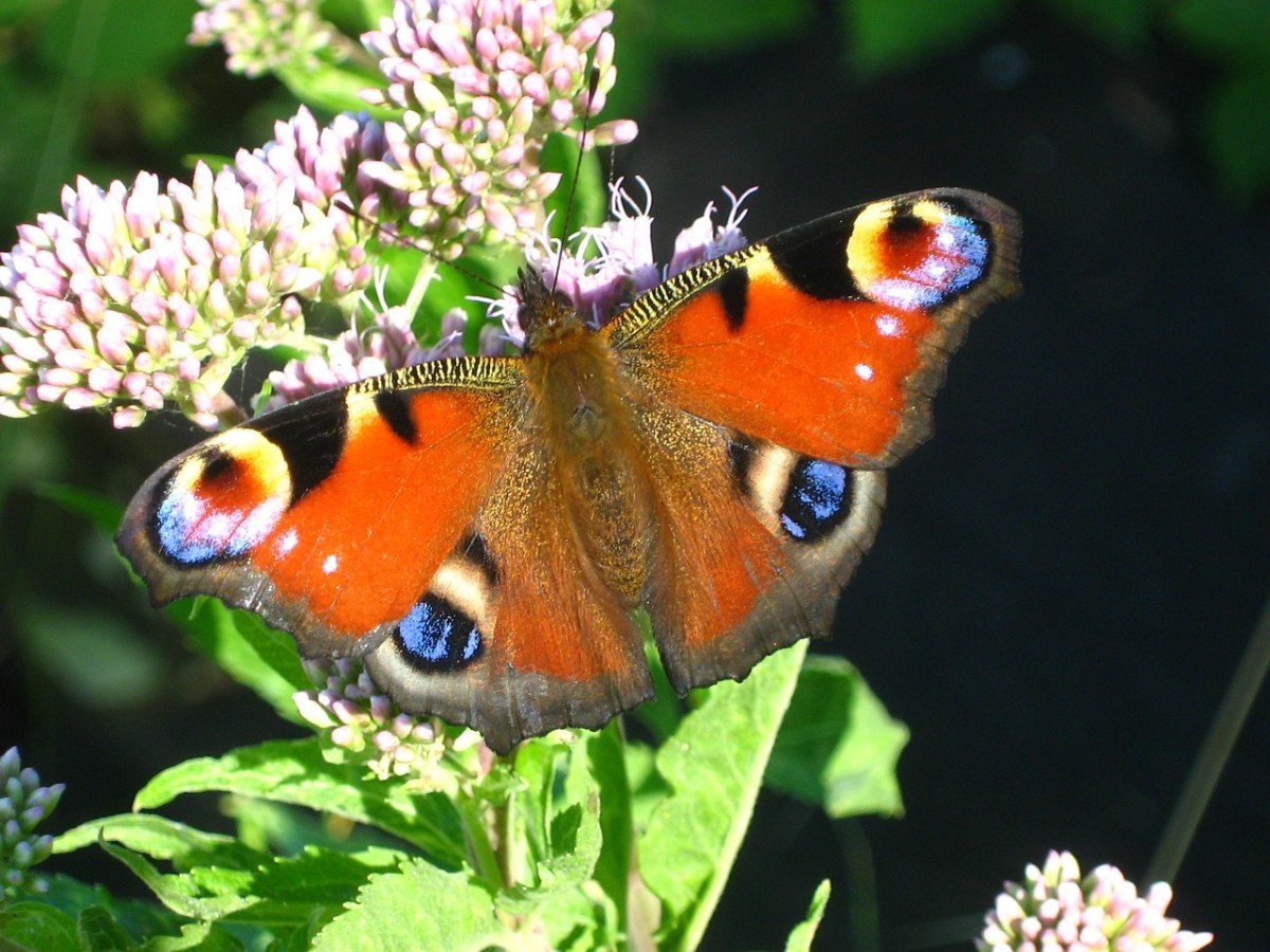 蝴蝶、欧洲的孔雀、Aglais、Io免费图片