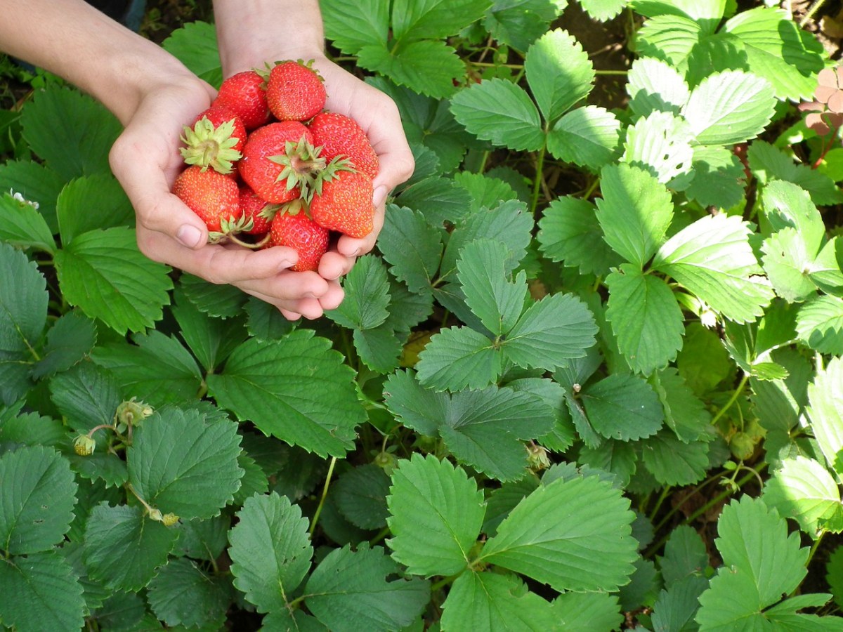 莓果、草莓、手免费图片