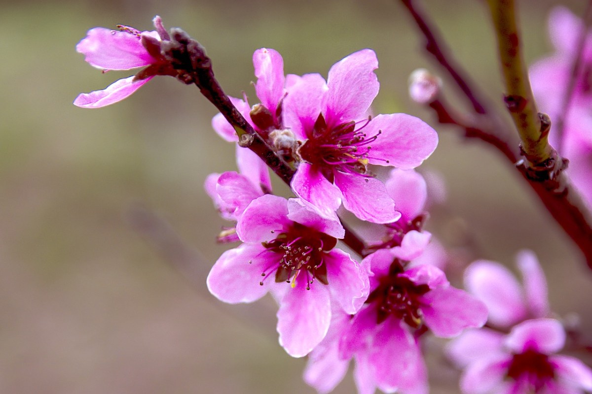 一枝粉色的桃花免费图片