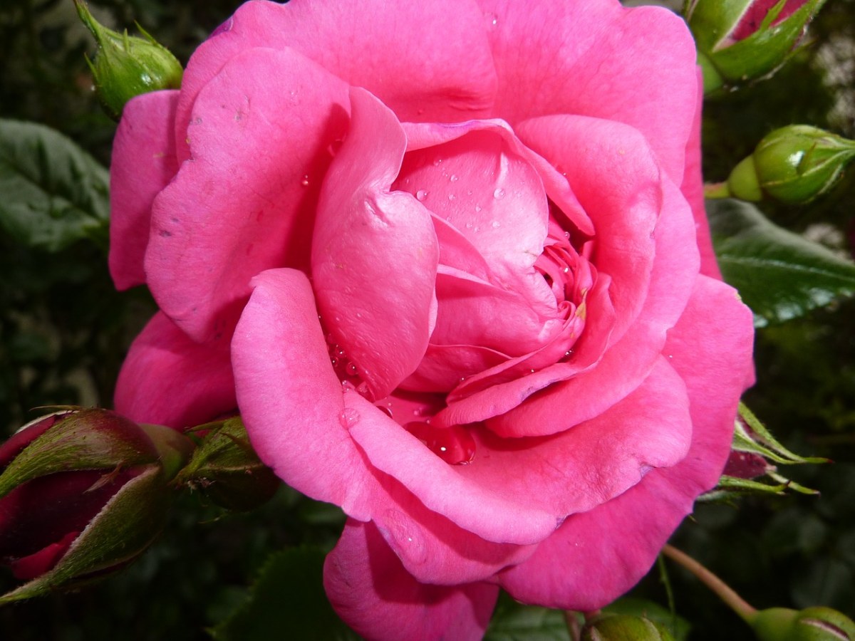 玫瑰、粉红色、玫瑰绽放免费图片