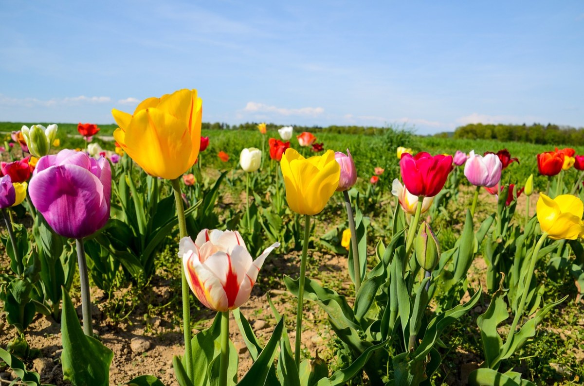 郁金香、郁金香字段、Tulpenbluete免费图片