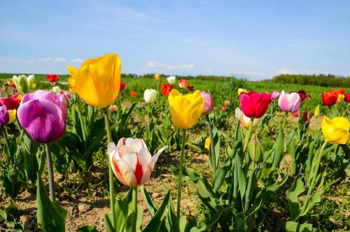 郁金香、郁金香字段、Tulpenbluete