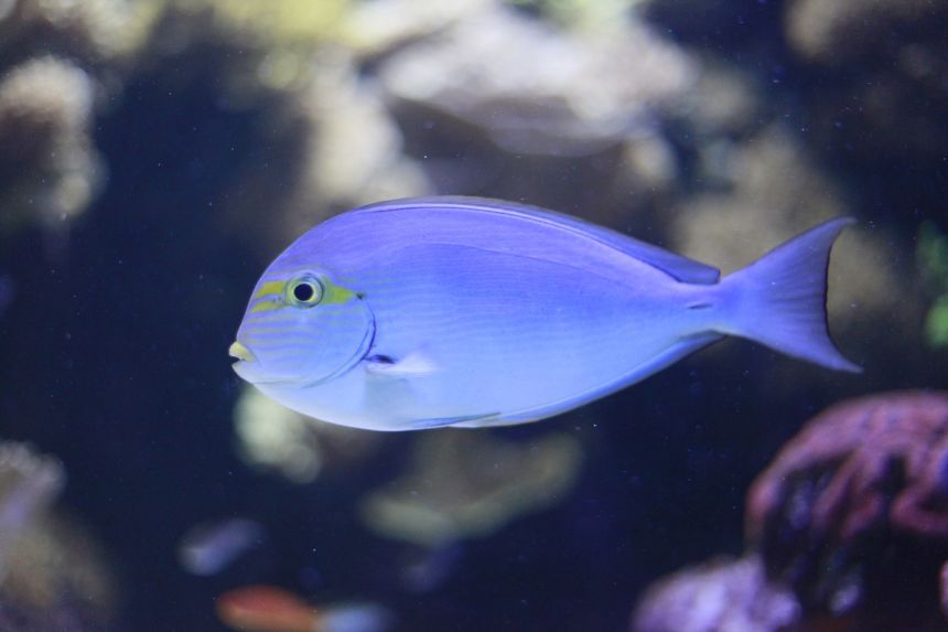 水族馆,鱼,蓝色