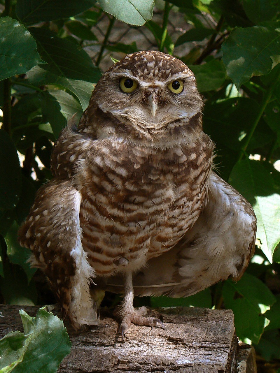 貓頭鷹,鳥,野生動物