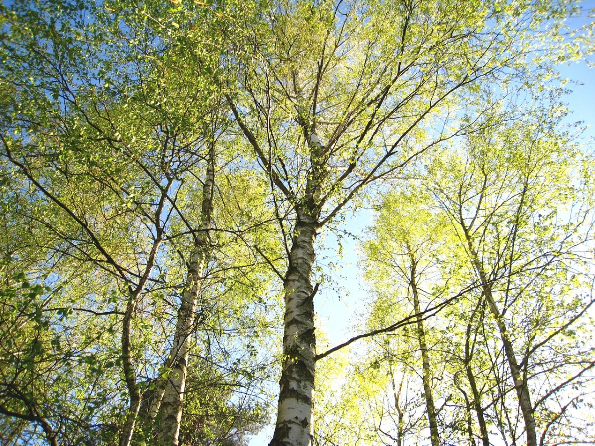 春天刚长出嫩叶的桦树免费图片