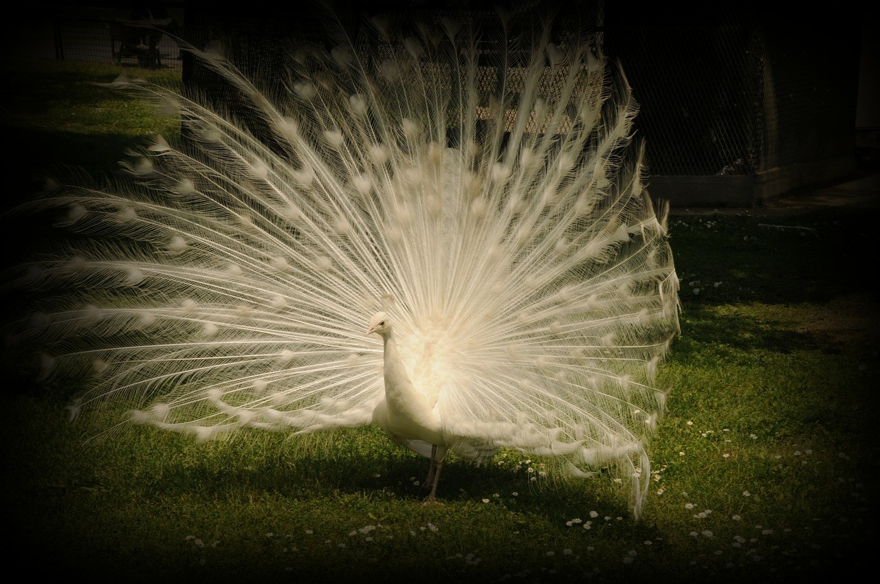 白孔雀,孔雀,尾羽