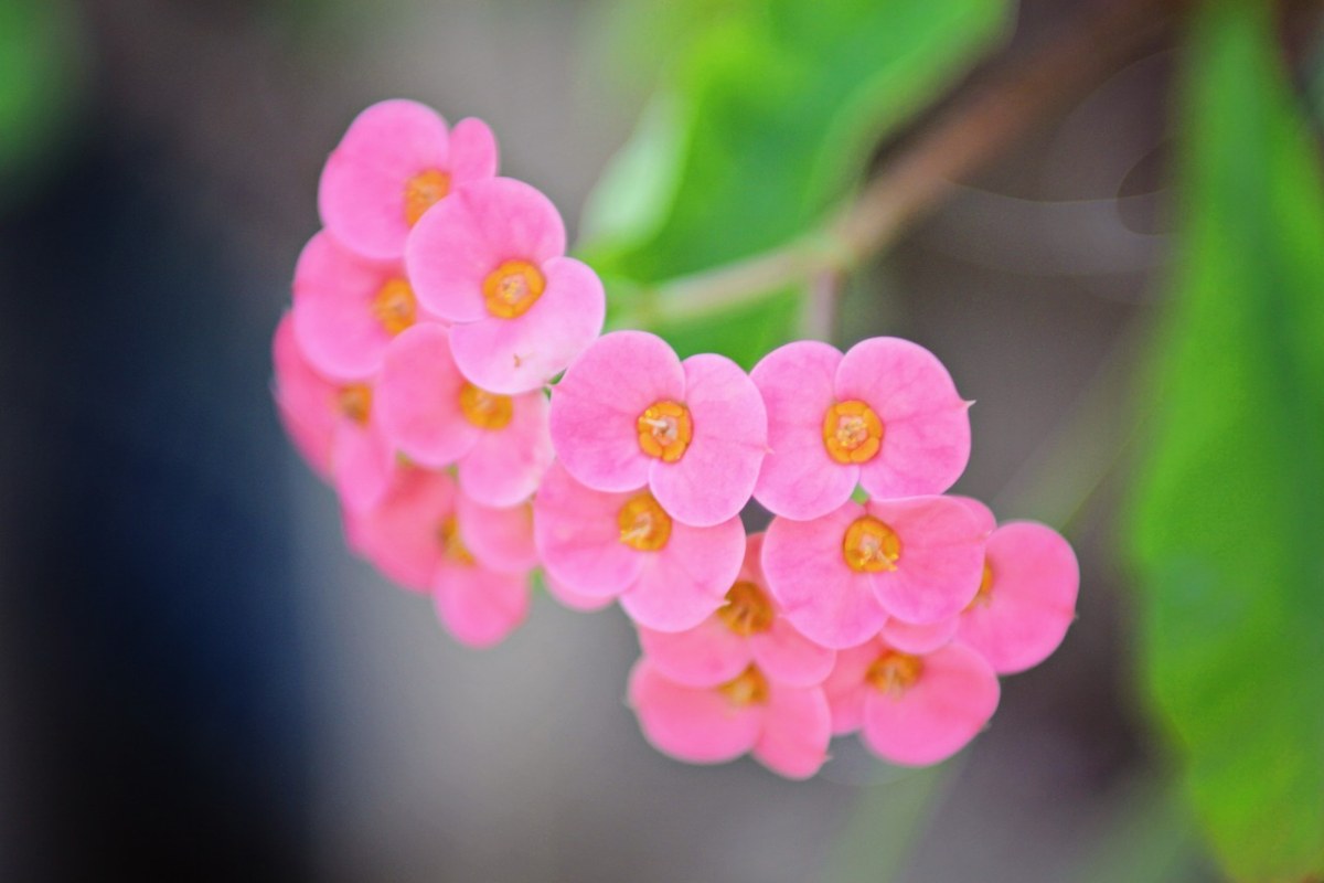 盛开,花,粉红色