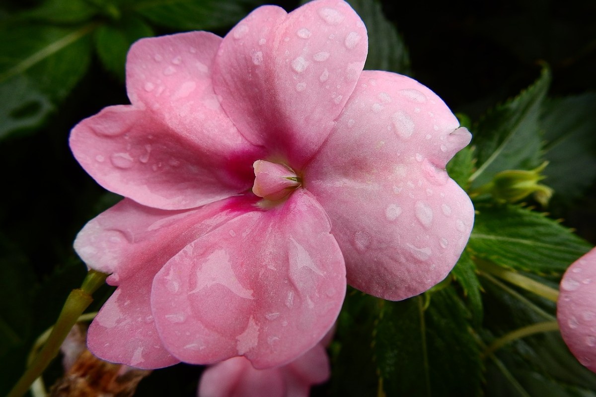 花,雨滴,植物
