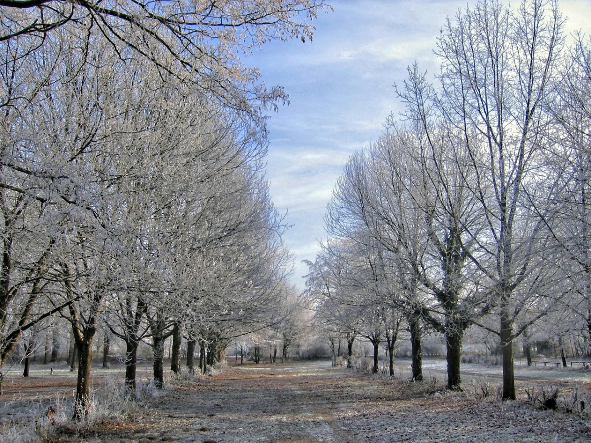 冬天、树木、冰免费图片
