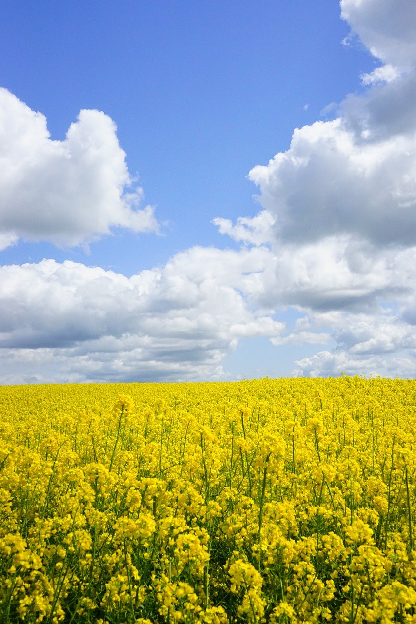油菜籽场、天空、云免费图片