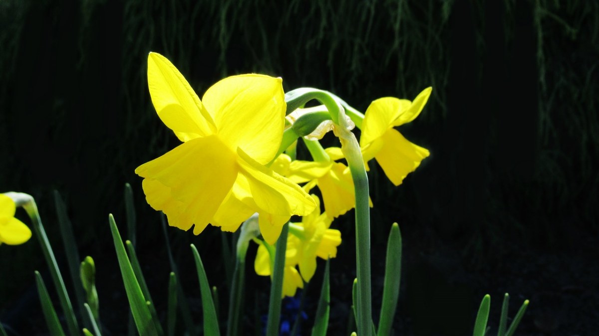 喇叭花、黄色、植物区系免费图片