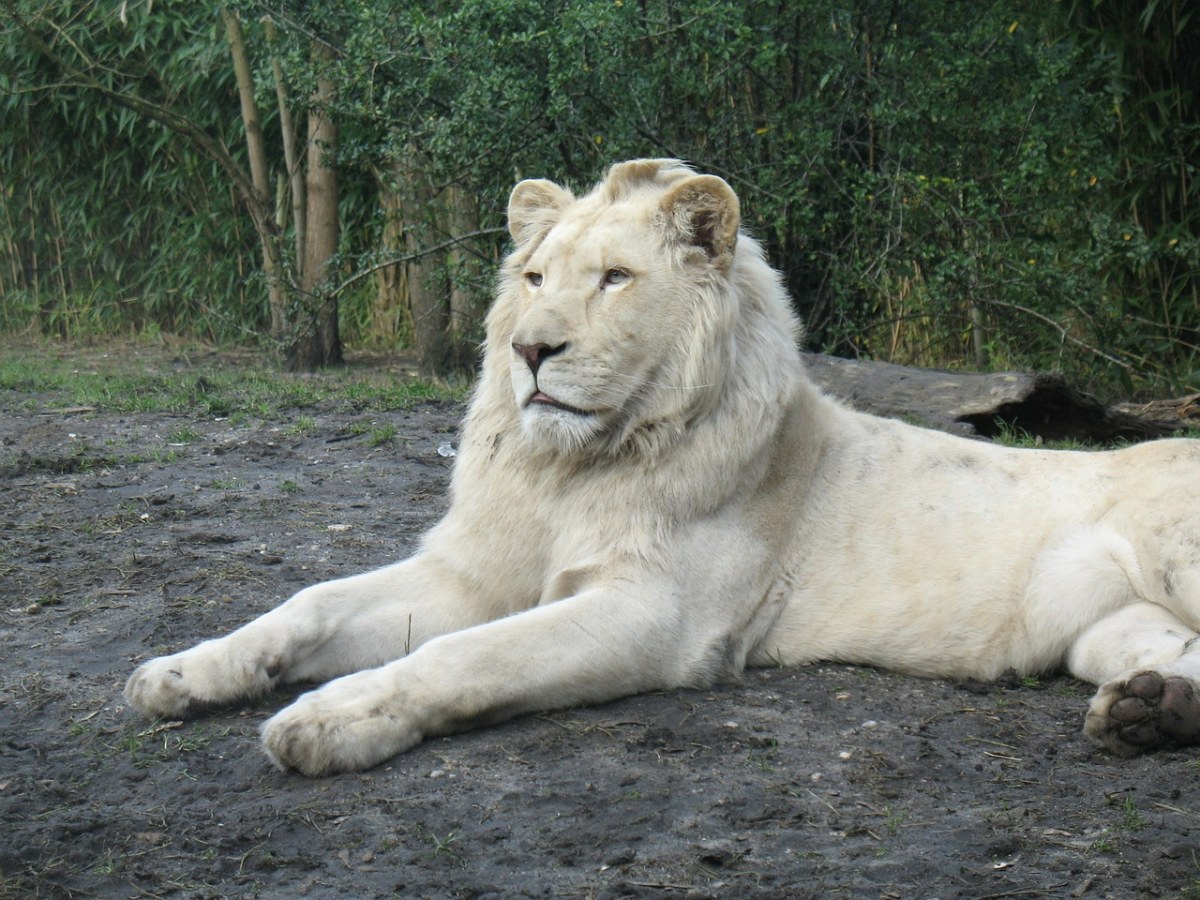 動物園,獅子,白化