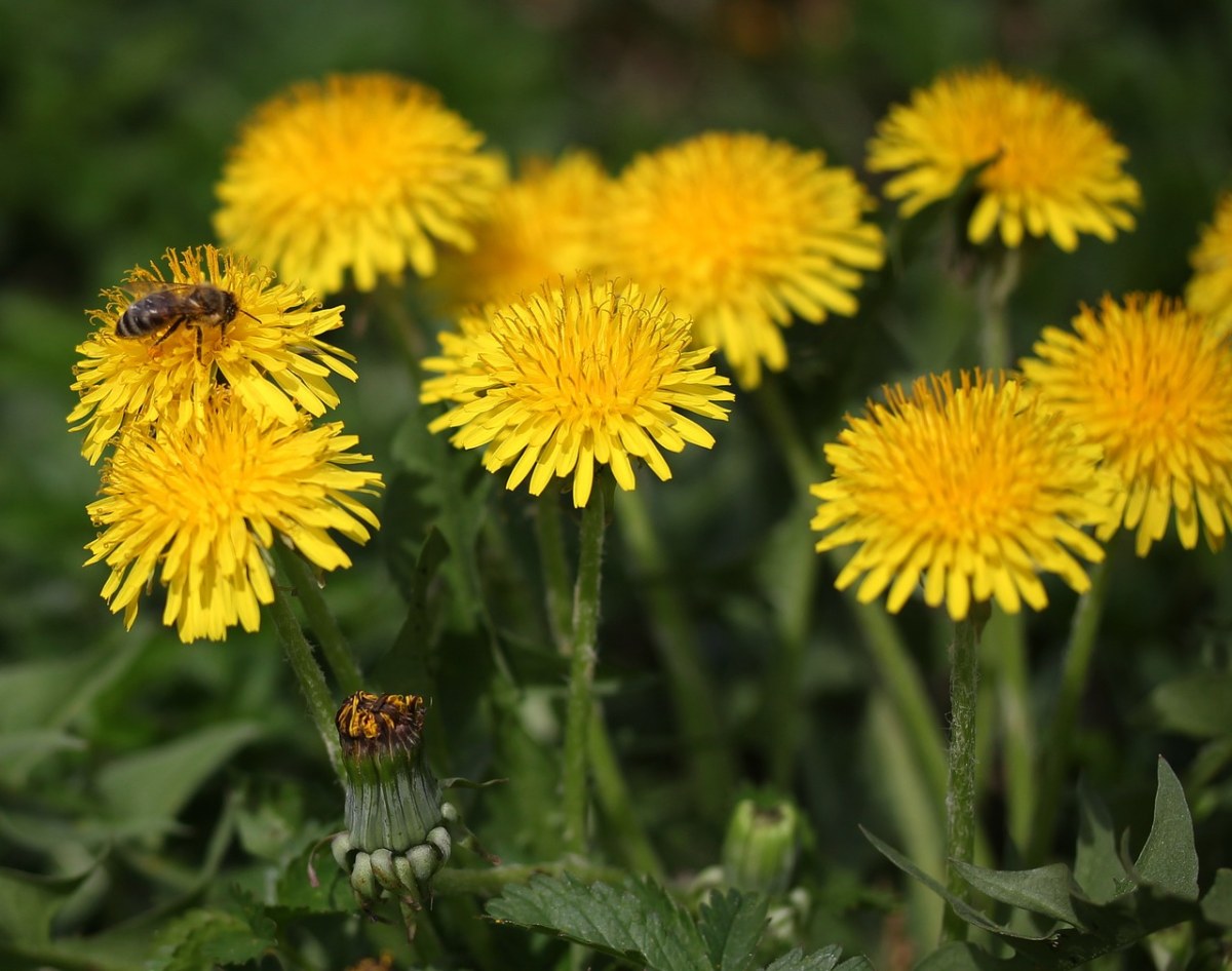 蒲公英花上的蜜蜂免费图片