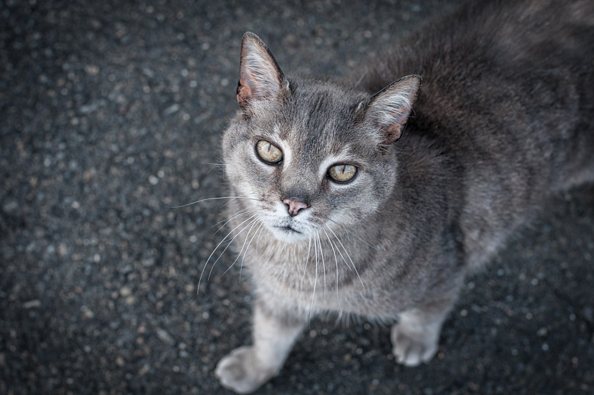 猫,灰色的猫