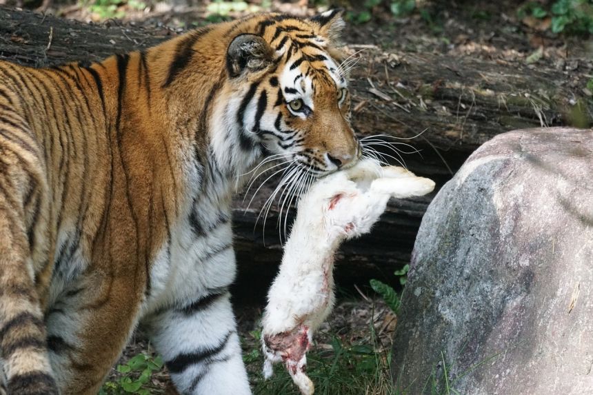 虎amurtiger捕食
