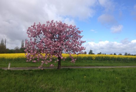 春天油菜花田旁花朵盛开的树