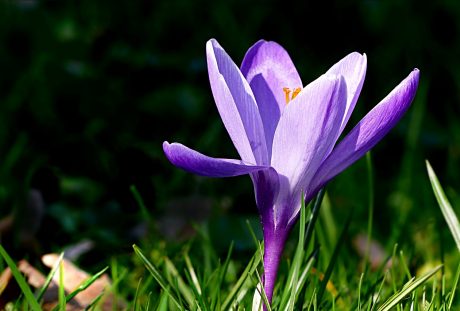 藏红花、花、紫