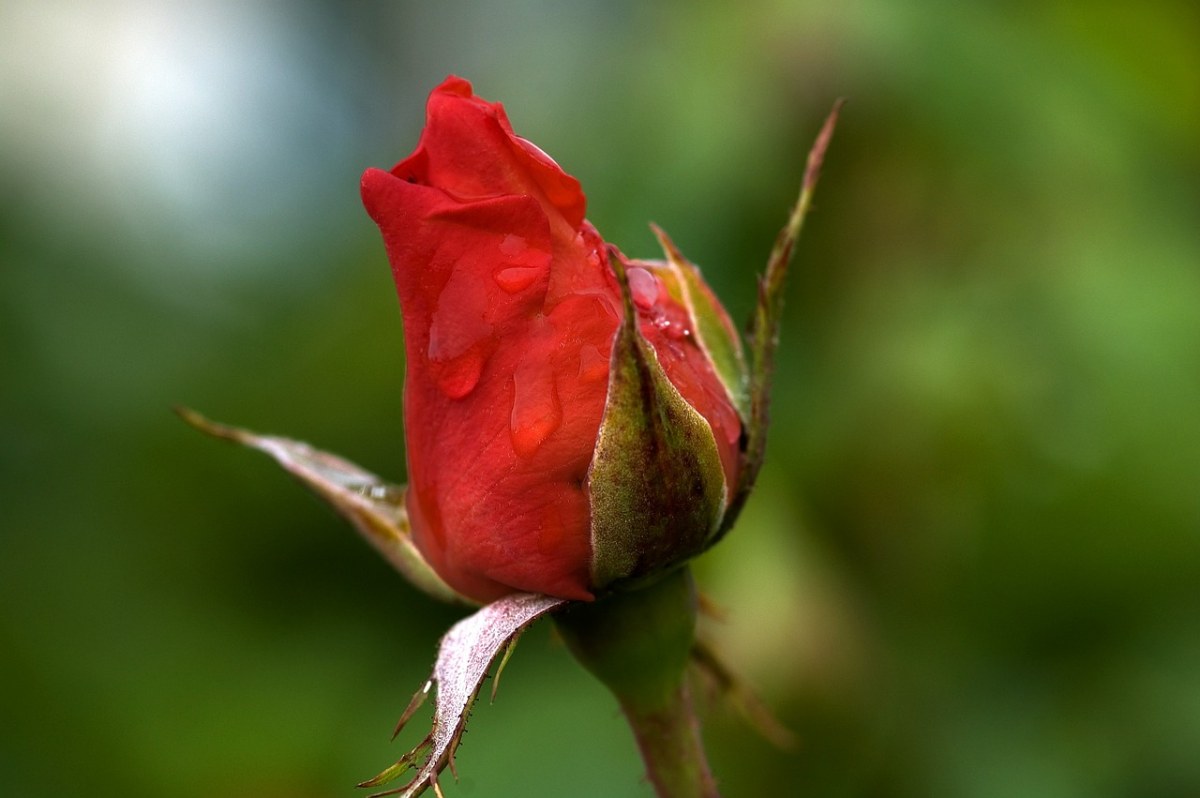 玫瑰花蕾,红色,花