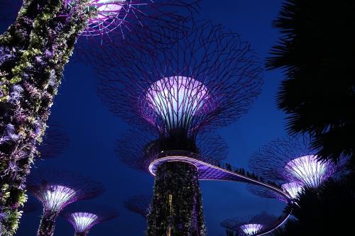 新加坡、堪称极富林