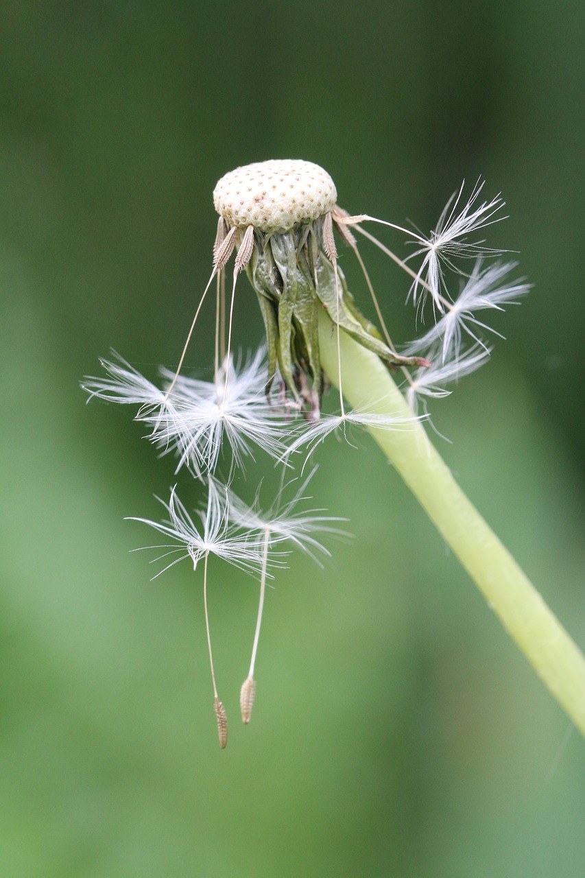 蒲公英、花、种子免费图片