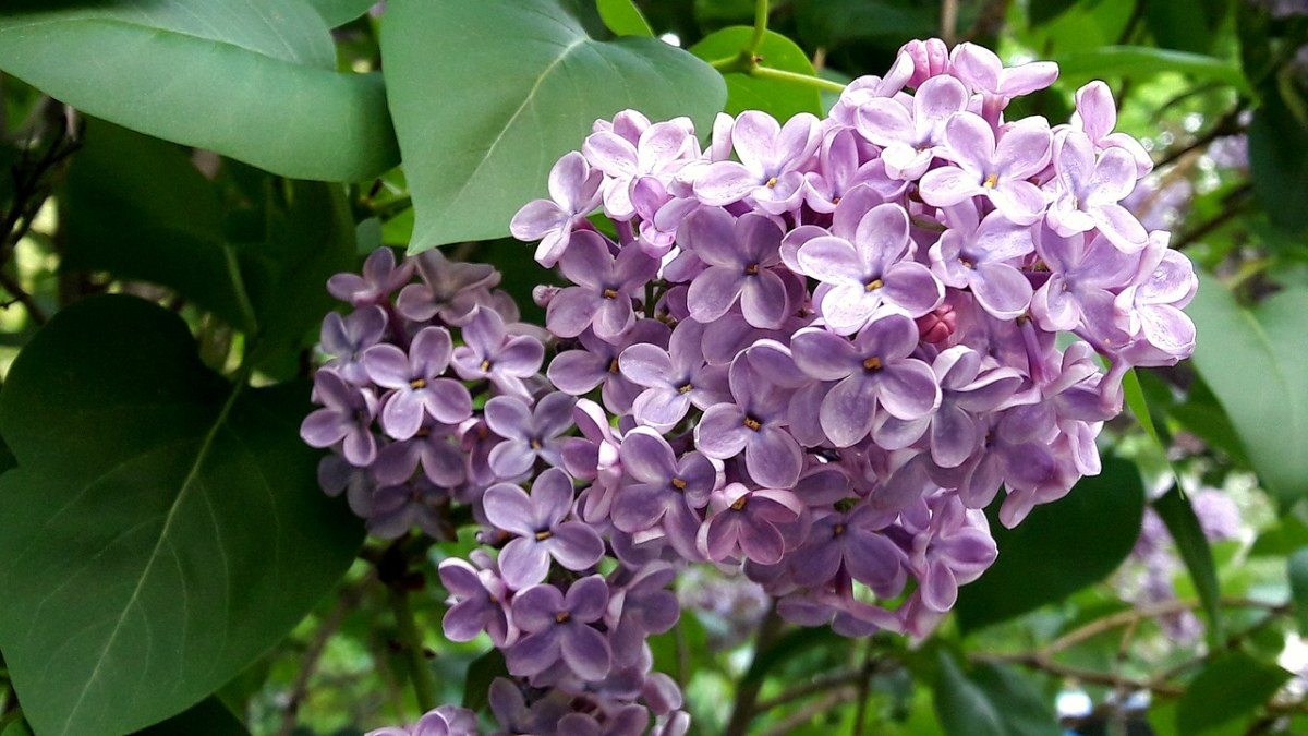 紫丁香花免费图片
