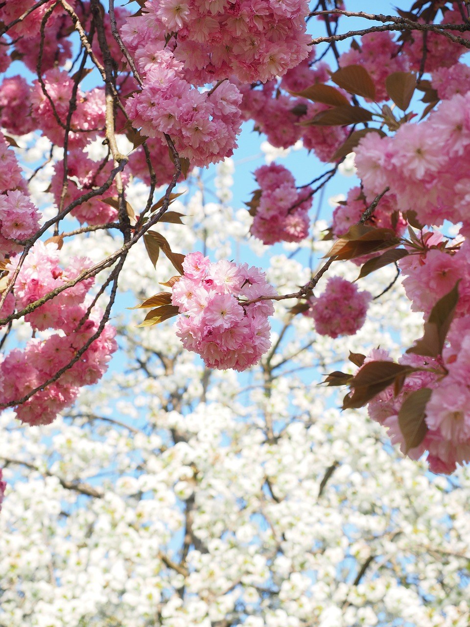 春天粉红色的樱花免费图片