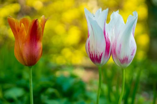 自然、花、植物区系