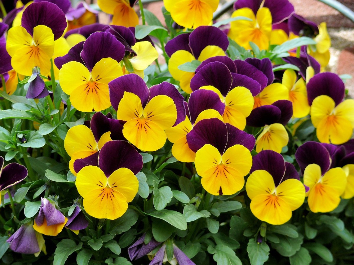 紫色与黄色的角堇花朵免费图片