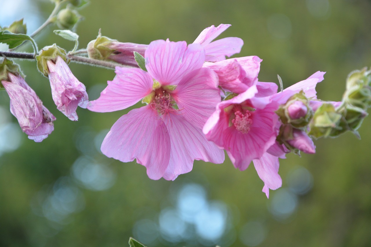 粉红色的花,芙蓉花,灌木