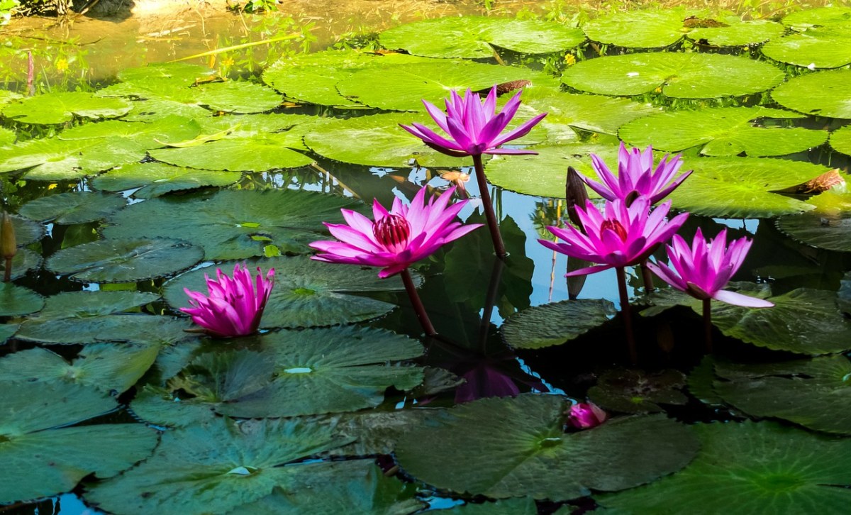 开花、花、莲花免费图片