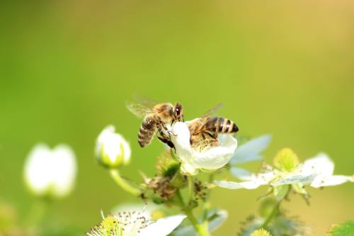 春天的两只蜜蜂采花(授粉)