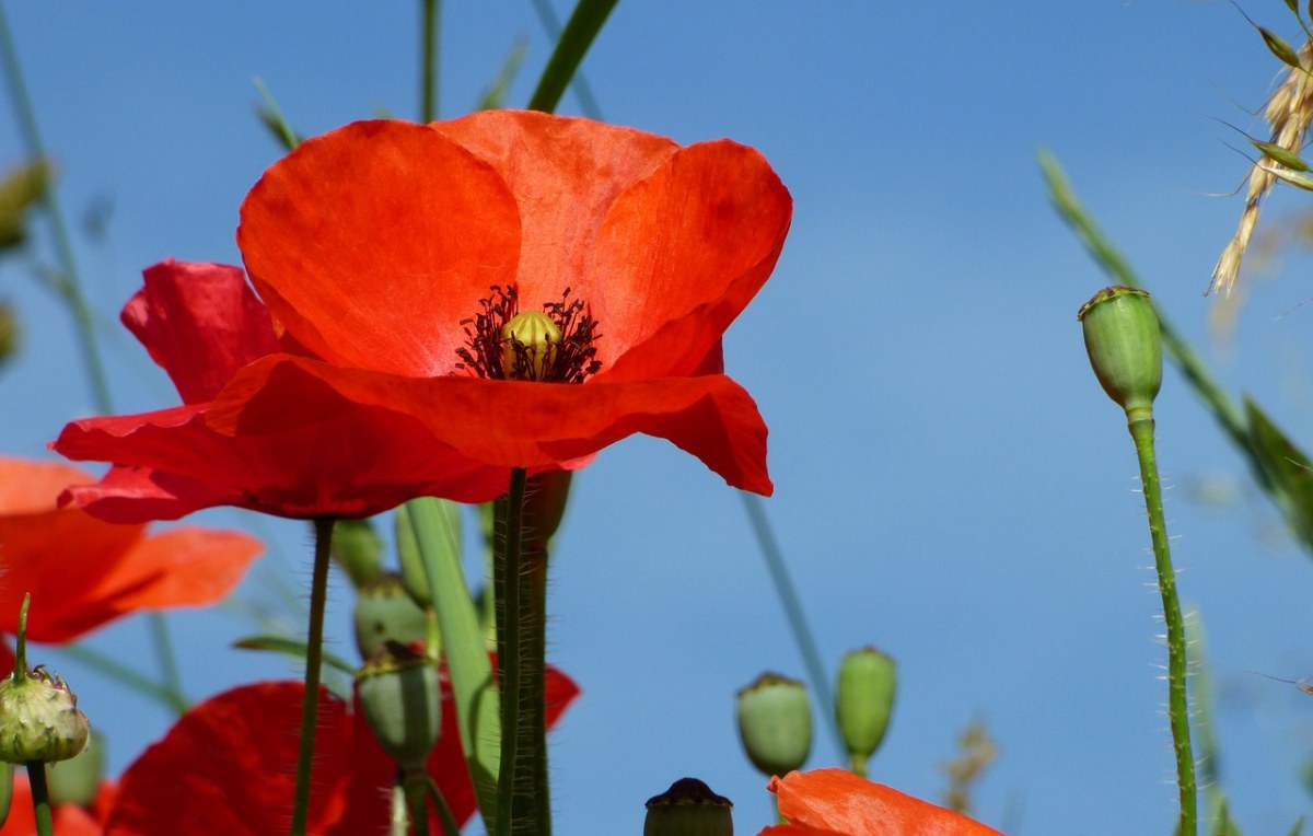 花、罂粟、罗讷免费图片