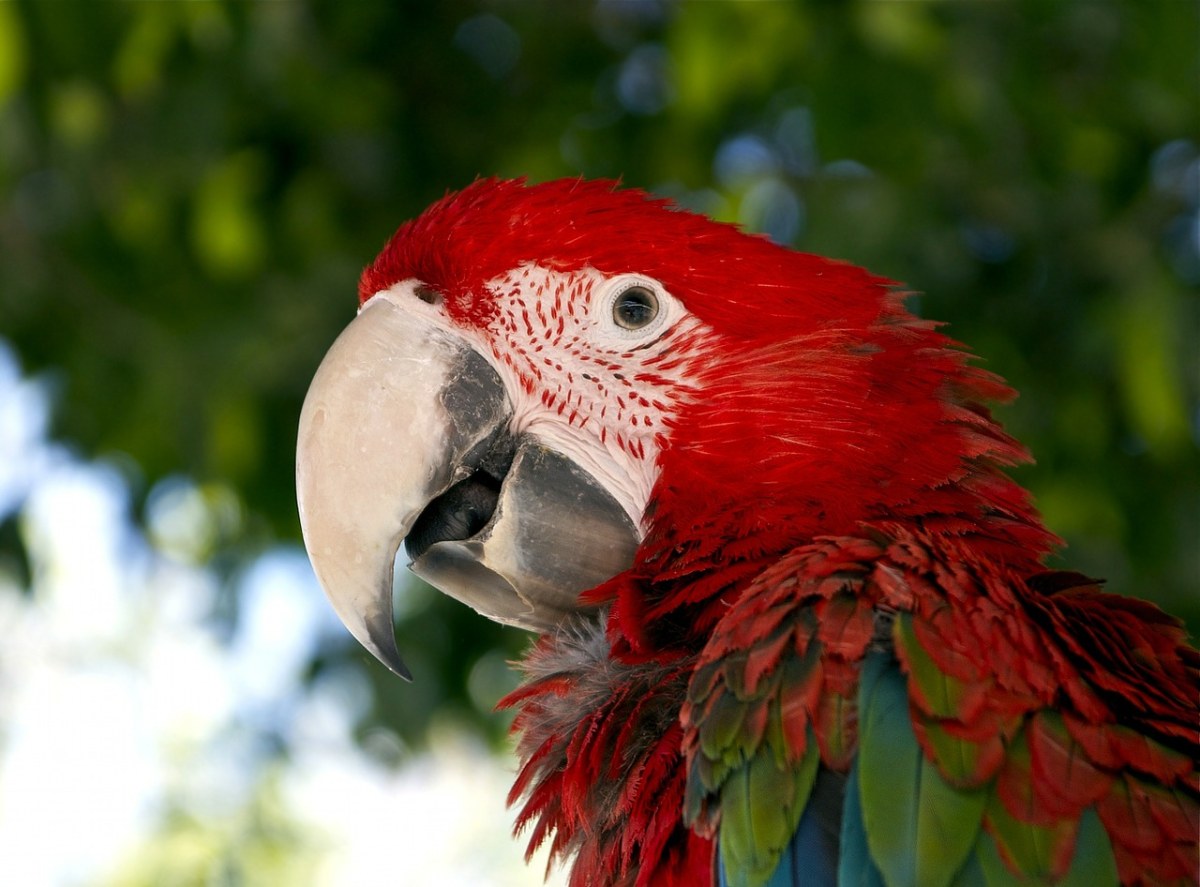 金刚鹦鹉、红色、鸟免费图片