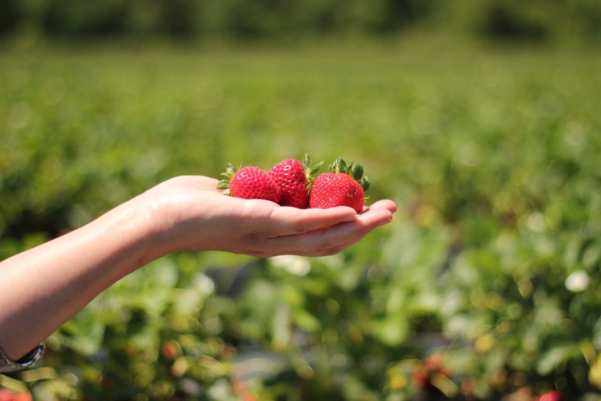草莓、手、原野免费图片
