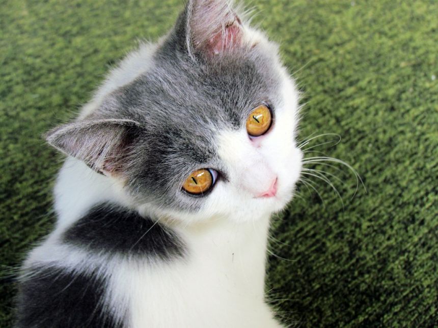 猫,黄色的眼睛,动物