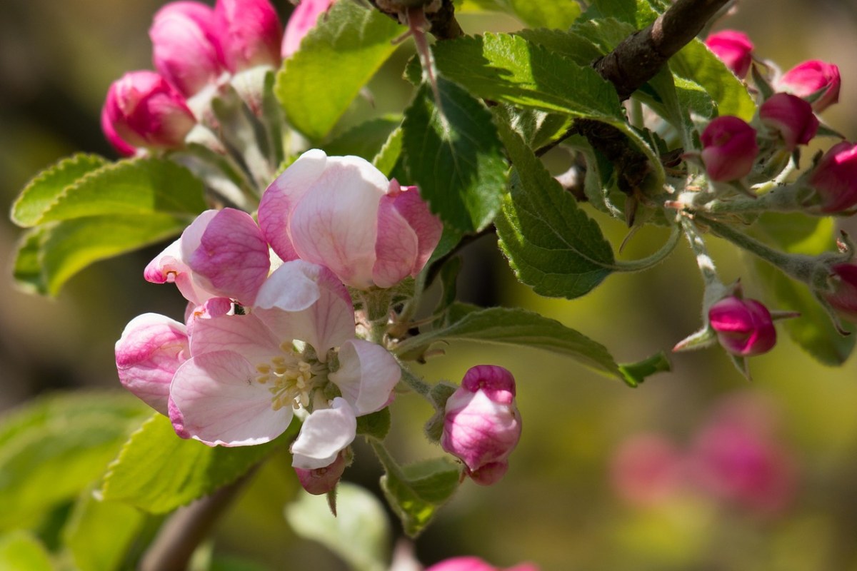 盛开的苹果树 野苹果 花在树上 - Pixabay上的免费照片 - Pixabay