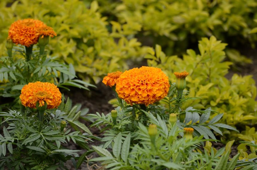 天竺葵橙色鲜花