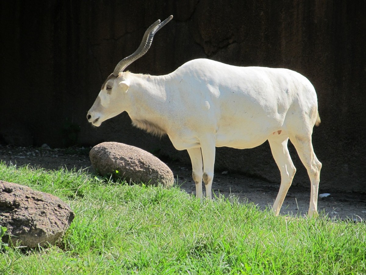 白色羚羊长耳大野兔图片