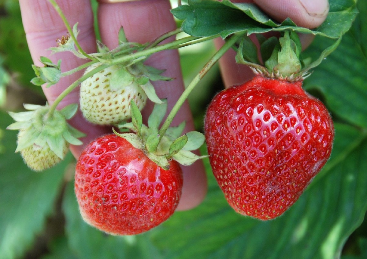浆果、草莓、植物免费图片