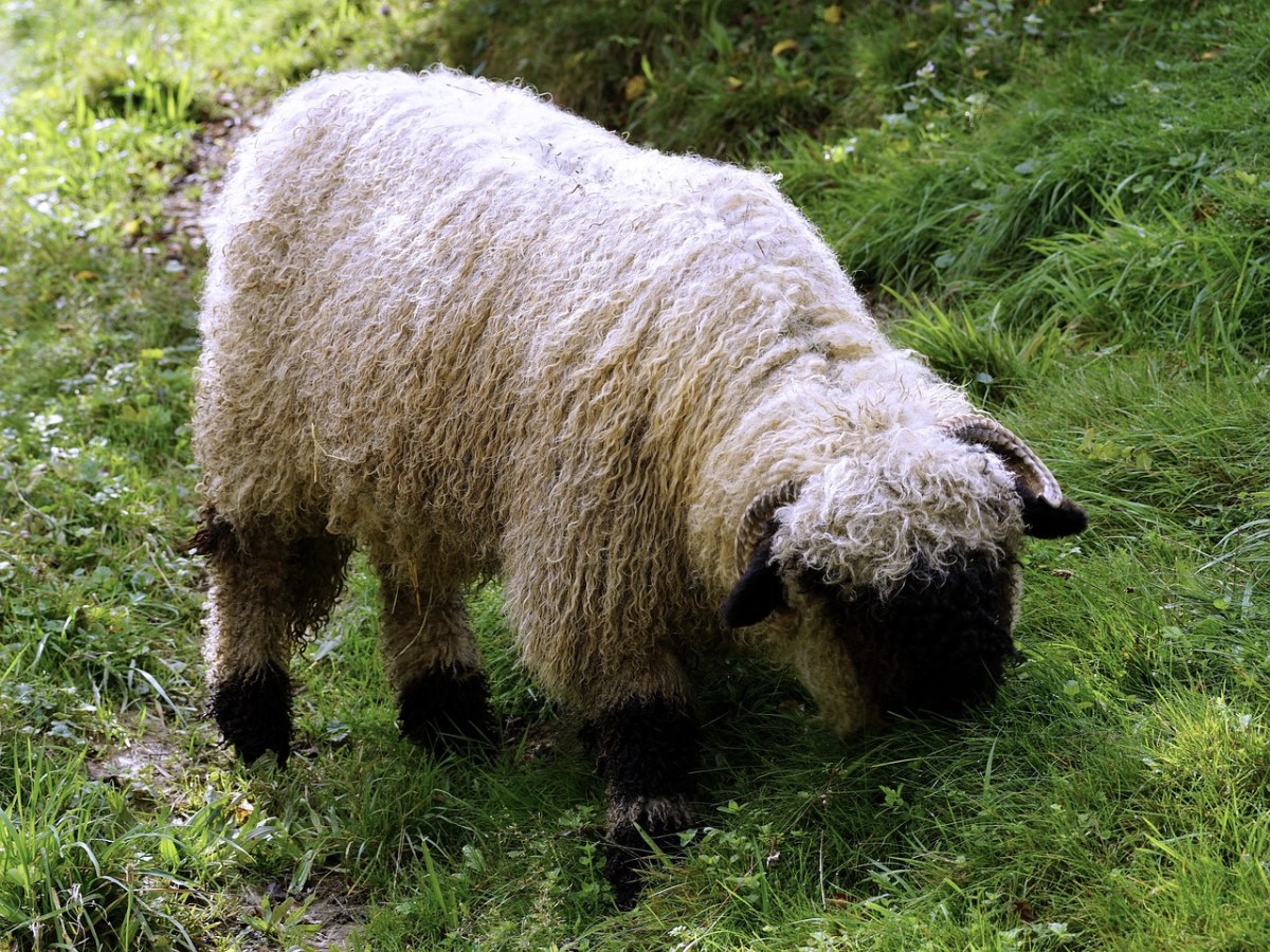 黑刀羊、羊、瓦莱州的黑色鼻子的绵羊免费图片