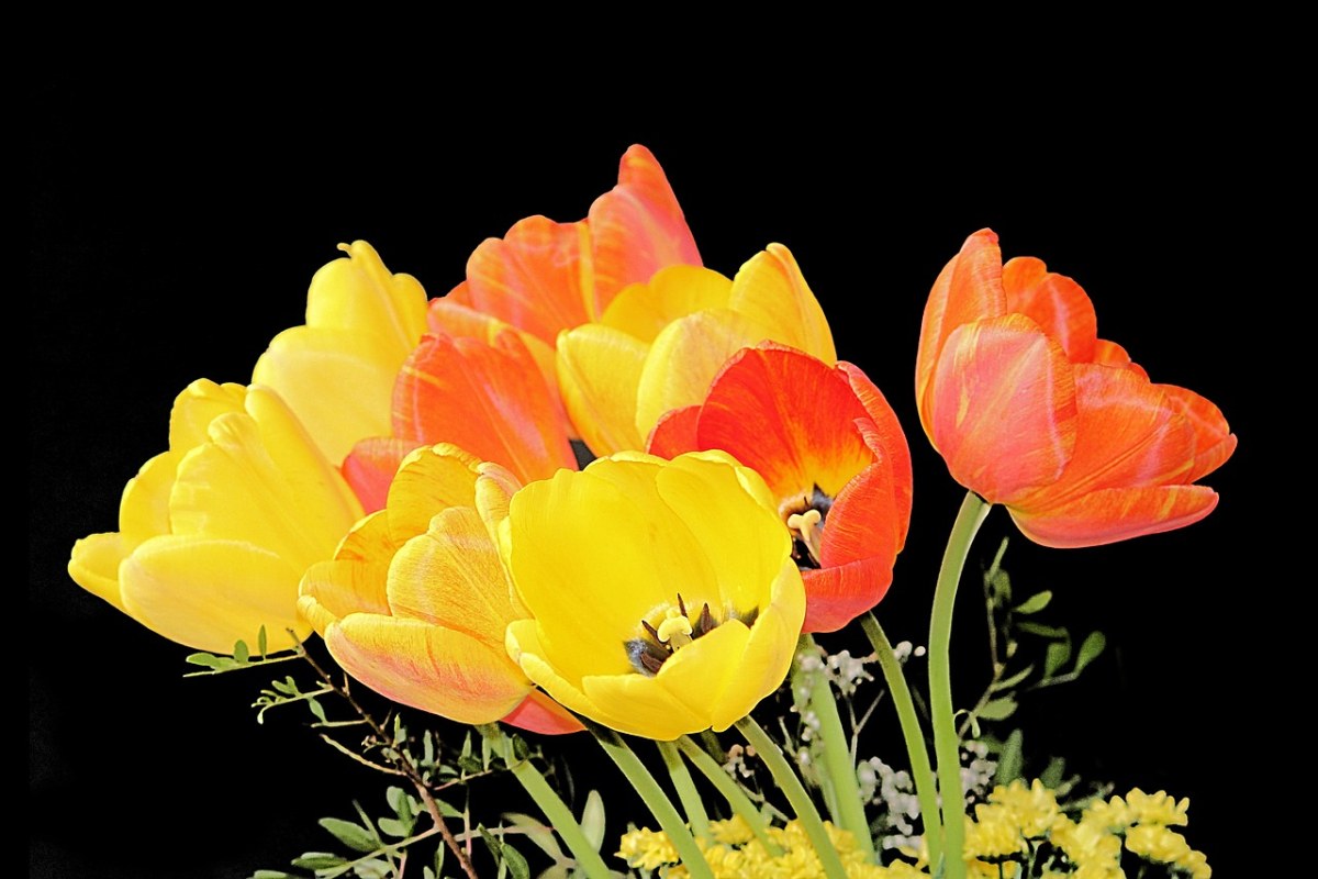 郁金香、花束、春天免费图片