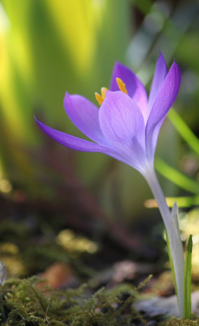 藏红花、花、春天免费图片