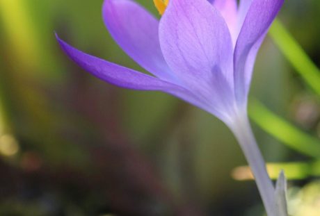 藏红花、花、春天