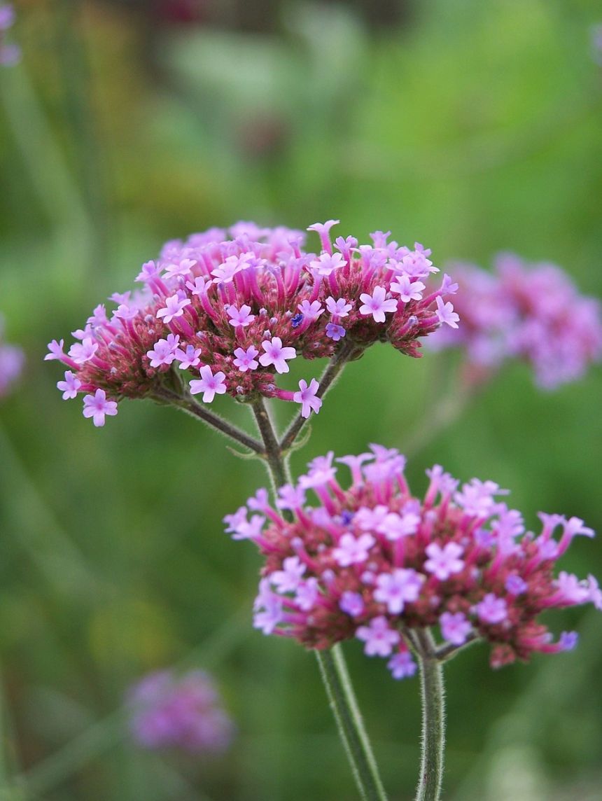 高馬鞭草,花,開花