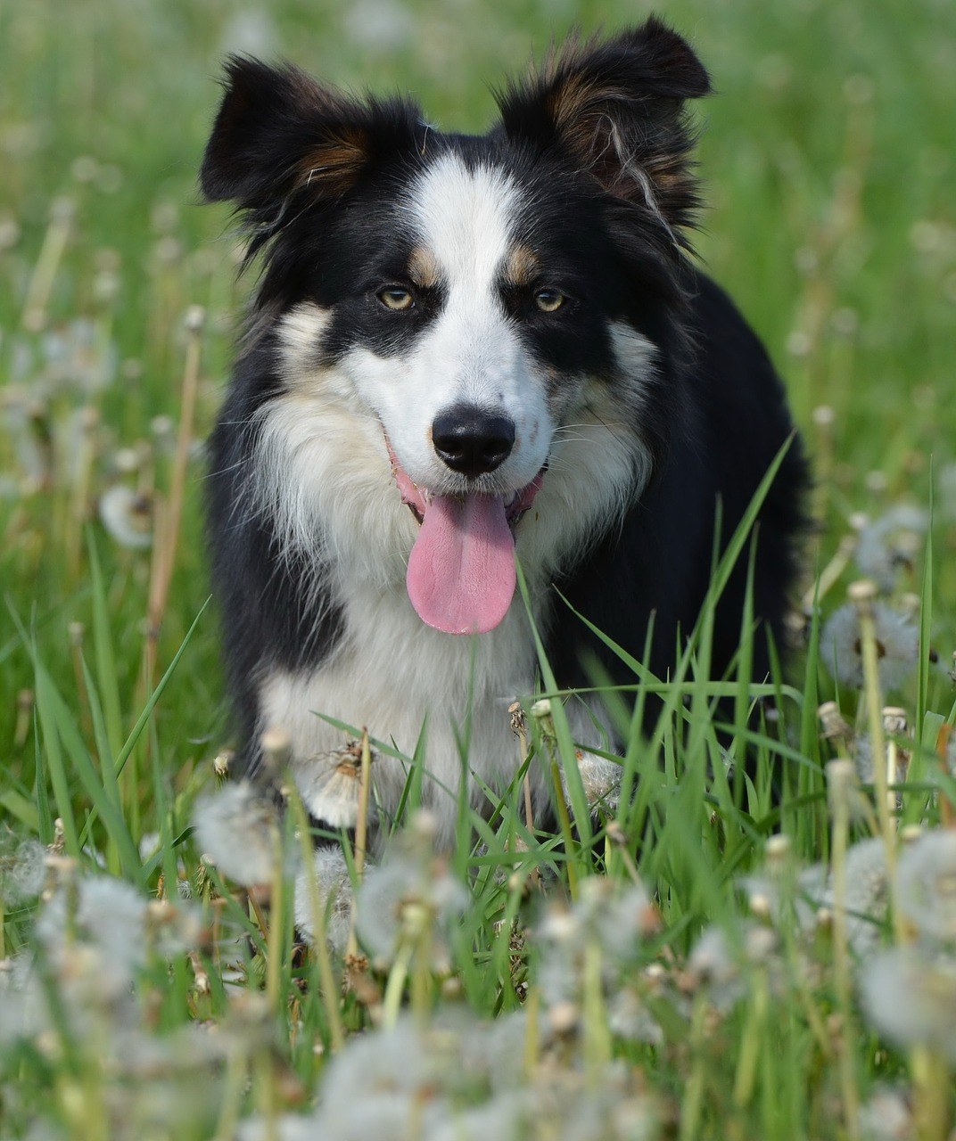 花多,邊境牧羊犬,英國牧羊犬