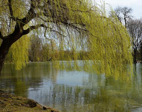 春天湖岸的柳树
