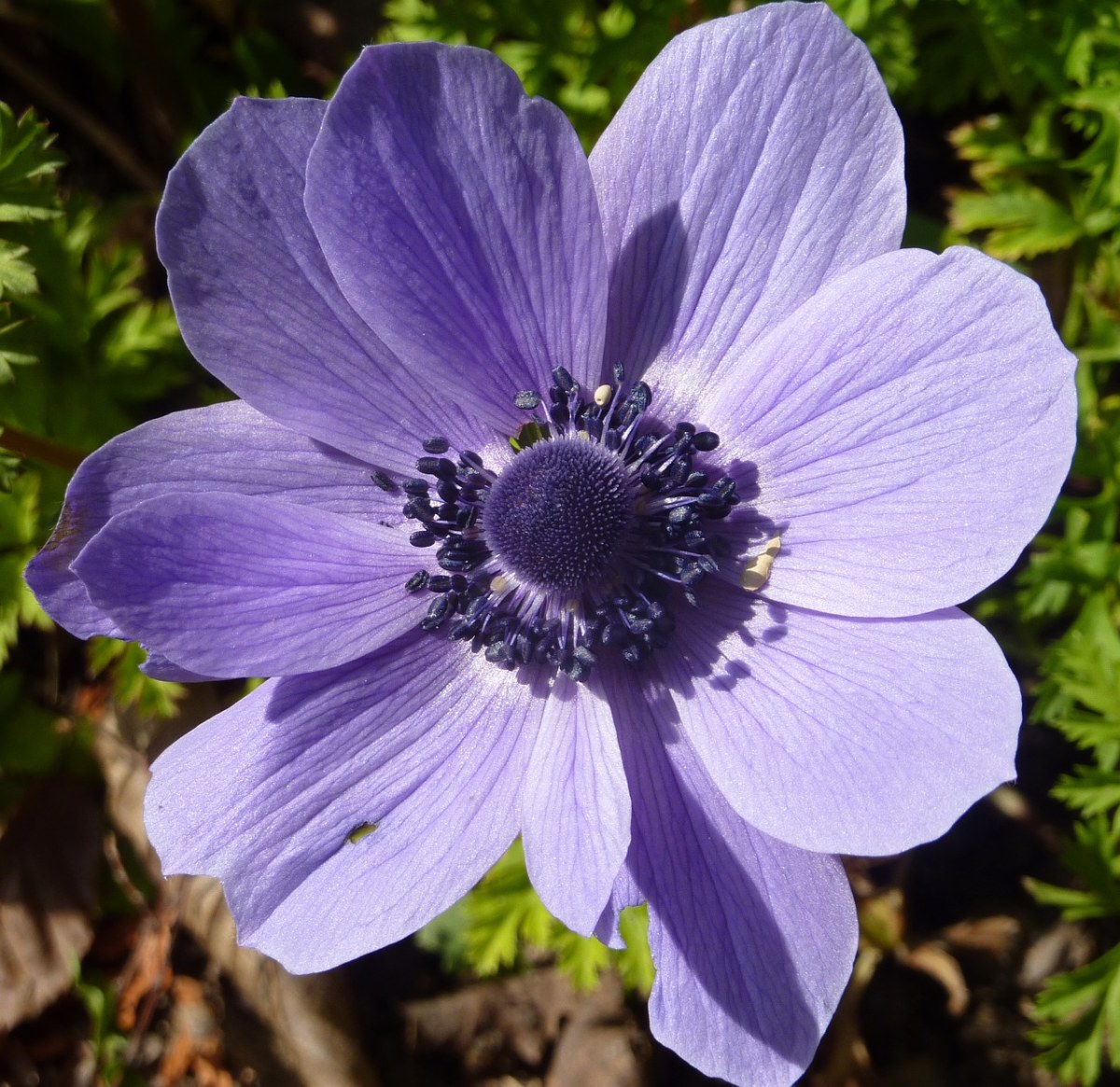 紫色的银莲花免费图片