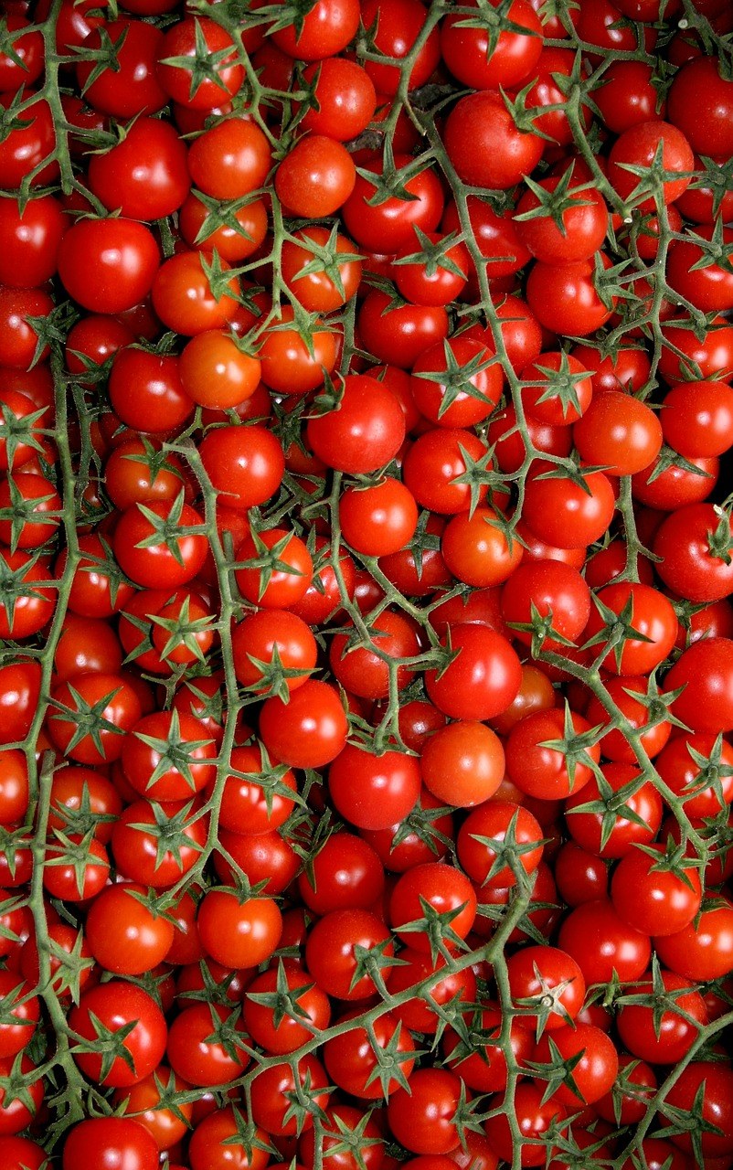 蕃茄、普利亚大区、农业免费图片