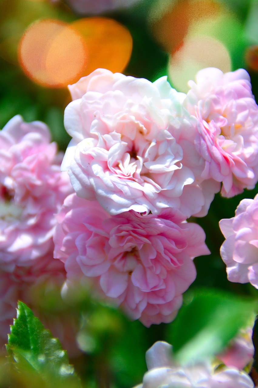 玫瑰,粉色,叙利亚的穆斯林