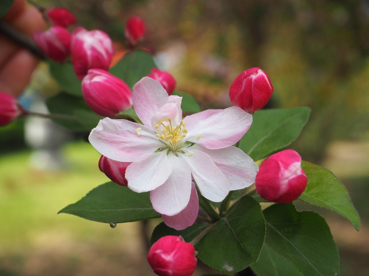 海棠花、春天免费图片